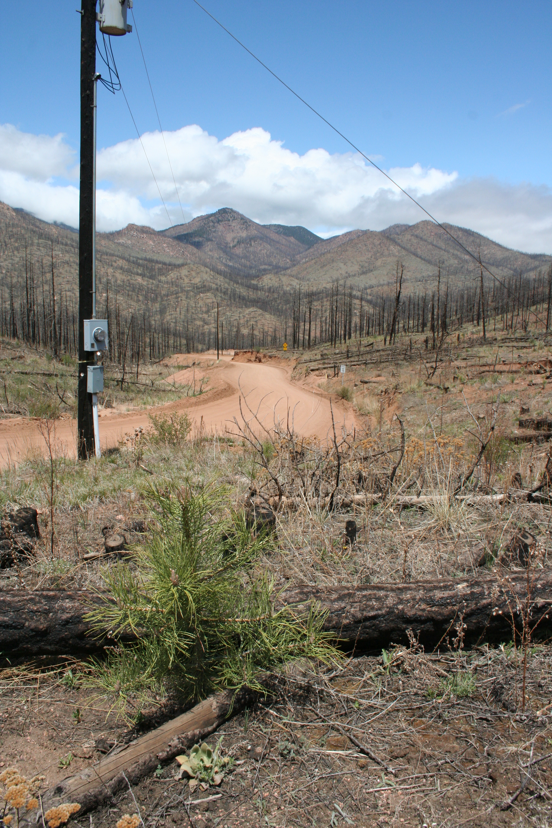 Black Hills Energy Restores Fire-Ravaged Forest