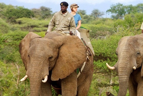 ATI - Elephants1