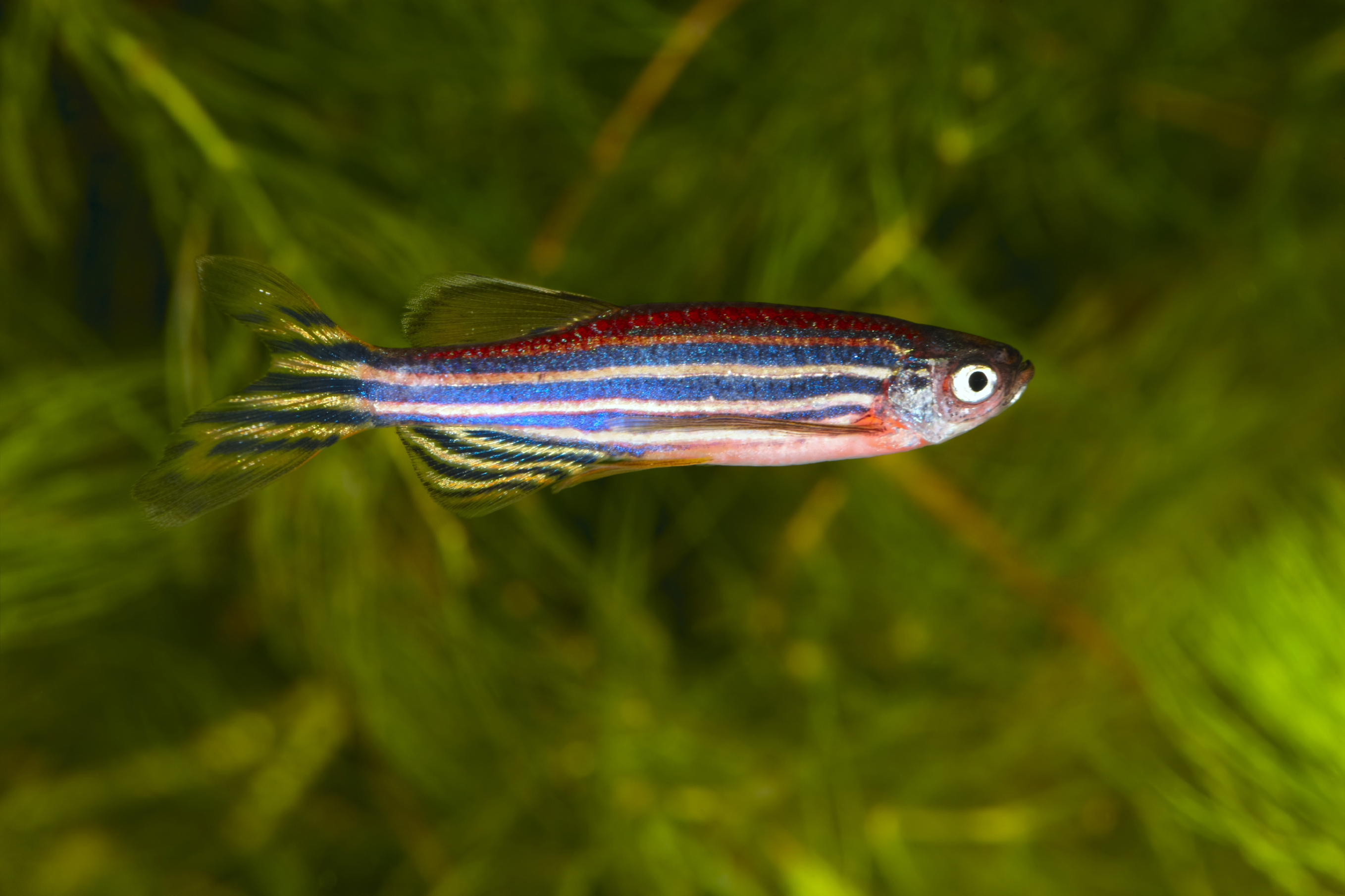 Zebrafish