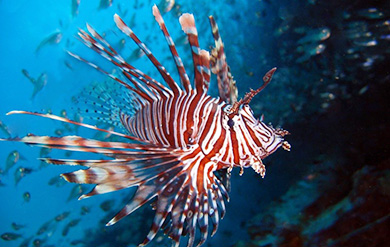 15_047_lionfish